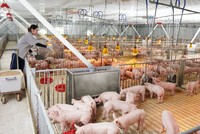 Cửa sáng với doanh nghiệp chăn nuôi 