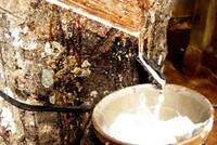 DPR chi 87 tỷ đồng mua 2 triệu cổ phiếu quỹ