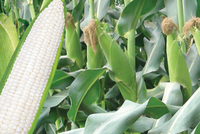 Quý I, NSC đạt 36,3 tỷ đồng lợi nhuận sau thuế