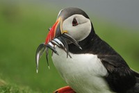 Faroe đang nhận được đơn đặt hàng xuất khẩu cá sang Nga nhiều nhất từ trước đến nay (ảnh chụp một chú chim biển ở Faroe).