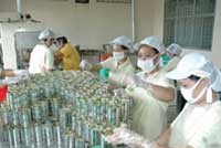 Cá chế biến đóng hộp xuất khẩu.