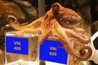 Phỏng vấn bạch tuộc