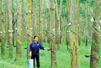 Cao su là ngành có tính chất mùa vụ, nửa cuối năm mới là thời gian cho thu hoạch chính - Ảnh: Hoài Nam