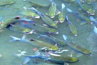 Chuyện ở suối cá thần...