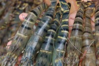 MPC 8 tháng lãi 218 tỷ đồng