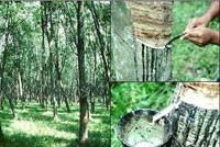 BVSC: Nên cân nhắc thoái vốn khỏi cổ phiếu ngành CSTN