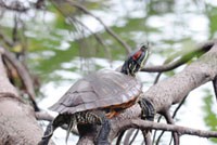 Con đẻ, con nuôi…