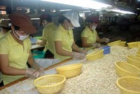 Hiện DN điều VN mua đến 90% nguyên liệu qua trung gian (chủ yếu là thương gia Ấn Độ), dù nguyên liệu có nguồn gốc chủ yếu từ các nước Châu Phi

