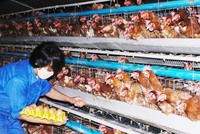 C.P Việt Nam đang chiếm phần lớn thị phần gà công nghiệp trong nước. Ảnh: CTV