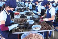 DNF trả cổ tức bằng tiền mặt 5,2%