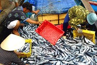 Thương nhân Trung Quốc gom hàng bất chấp chất lượng là điều không bình thường, cần phải cảnh giác