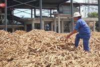 Chỉ trong vòng hai tháng, Công ty Cổ phần Tinh bột sắn Sông Hinh (Phú Yên) đã liên tục giảm giá mua nguyên liệu đến sáu lần. Ảnh: TẤN LỘC