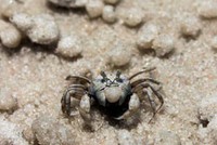 Tân cổ giao duyên truyện