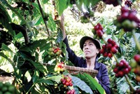 Cà phê là một trong những mặt hàng chủ lực trên sàn giao dịch hàng hóa tại Việt Nam