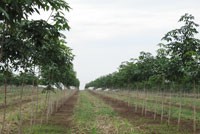 HAG lấy mía đường “nuôi” cao su 