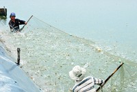 Hàng hóa sạch lên ngôi