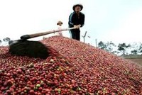 Các mặt hàng cà phê, cao su được đặc tả sản phẩm, kỳ hạn giao hàng tương đồng với các sàn nước ngoài