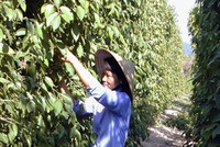 Trồng hồ tiêu đem lại thu nhập cao