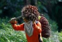Công nhân của Felda đang thu hoạch quả cọ dầu