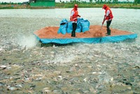 Bảo hiểm nông nghiệp: Làm đến đâu phải chắc đến đó