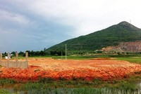 Vụ “đại gia” bán đất: Kịch bản dàn dựng quá công phu