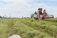 Sẽ tăng vốn nhà nước cho “cánh đồng mẫu lớn” 