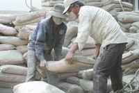 Thi hành án tại Xi măng Hoàng Liên Sơn: Một vấn đề hai cách hiểu