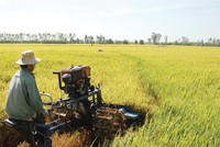 Lùi thí điểm bảo hiểm nông nghiệp đến hết tháng 6/2014