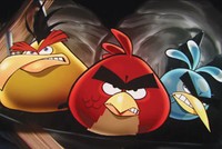 Bầy chim mất đoàn kết