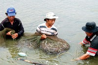 Bảo hiểm nông nghiệp cũng phát sinh dấu hiệu trục lợi