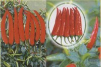 SSC thông qua kế hoạch lợi nhuận 97,17 tỷ đồng