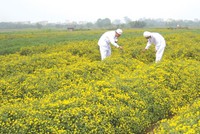 TRA và chiến lược M&A thân thiện