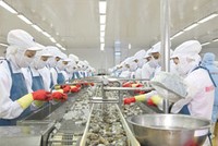 Gánh nặng của Minh Phú
