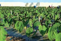 Unifarm đã phát triển được gần 150 ha trồng rau quả, cây cảnh, dược liệu... với năng suất cao tính đến tháng 8.2013.