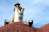 Doanh nghiệp FDI dần “thôn tính” thị trường cà phê