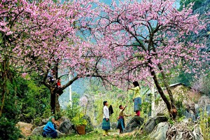 Đi tìm điểm ngắm hoa mùa Xuân đẹp nhất Việt Nam