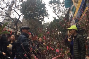 Chợ hoa mỗi năm chỉ họp dịp Tết ở phố cổ Hà Nội