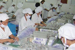 DCL chuẩn bị phát hành tiếp 5 triệu cổ phiếu