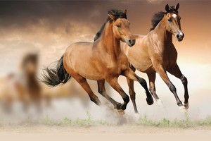 Tìm lại dấu chân“Xích Thố” tăng trưởng của Trung Quốc