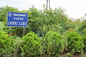 CNC-Traphaco: Ban điều hành được thưởng 500 triệu đồng