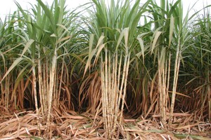 Lối ra cho mía đường vẫn bế tắc