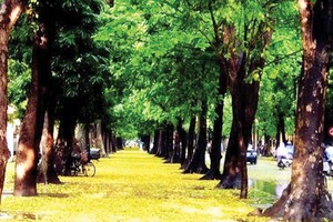 Ông đại úy đi buôn