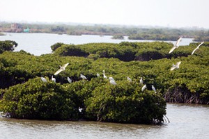 Công ty Ecorem muốn đầu tư vào khu vực Đầm Nhà Mạc