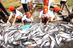 Mỹ ra phán quyết thuế mới với cá tra Việt Nam 