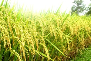 Quý I, NSC lãi sau thuế gần 27 tỷ đồng