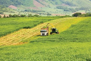 Cánh đồng nguyên liệu trù phú tại trang trại TH (Nghĩa Đàn, Nghệ An)