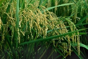 TSC lên kế hoạch tăng vốn gần gấp đôi