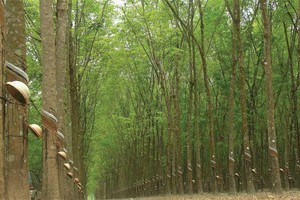 Cổ phần hóa 5 doanh nghiệp ngành cao su