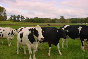 FCV khởi công xây dựng vùng chăn nuôi bò sữa bền vững