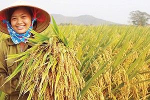 Vinaseed - gieo giống tốt, gặt mùa vàng